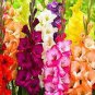 Colors Gladiolus 40 Seeds