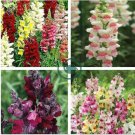 Heirloom Dwarf Common Snapdragon Bonsai Flower 400 Seeds