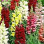 Heirloom Dwarf Common Snapdragon Bonsai Flower 400 Seeds
