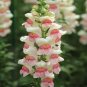 Heirloom Dwarf Common Snapdragon Bonsai Flower 400 Seeds