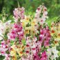 Heirloom Dwarf Common Snapdragon Bonsai Flower 400 Seeds