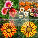 Gorgeous Gazania Rigens Bonsai 200 Seeds