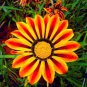 Gorgeous Gazania Rigens Bonsai 200 Seeds