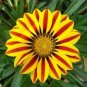 Gorgeous Gazania Rigens Bonsai 200 Seeds