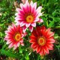 Gorgeous Gazania Rigens Bonsai 200 Seeds