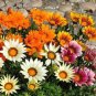 Gorgeous Gazania Rigens Bonsai 200 Seeds