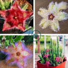 Stapelia Pulchella Bonsai Lithops Mix Succulents 200 Seeds