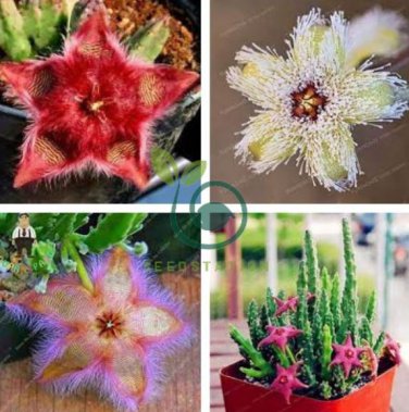 Stapelia Pulchella Bonsai Lithops Mix Succulents 200 Seeds