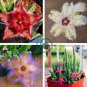 Stapelia Pulchella Bonsai Lithops Mix Succulents 200 Seeds