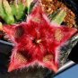 Stapelia Pulchella Bonsai Lithops Mix Succulents 200 Seeds