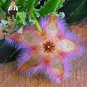 Stapelia Pulchella Bonsai Lithops Mix Succulents 200 Seeds