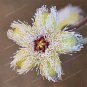 Stapelia Pulchella Bonsai Lithops Mix Succulents 200 Seeds