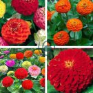 Long Flowering Period Bonsai Zinnias Elegans Widely Cultivated  200 Seeds