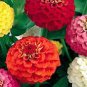 Long Flowering Period Bonsai Zinnias Elegans Widely Cultivated  200 Seeds