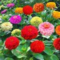 Long Flowering Period Bonsai Zinnias Elegans Widely Cultivated  200 Seeds
