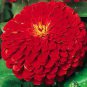 Long Flowering Period Bonsai Zinnias Elegans Widely Cultivated  200 Seeds