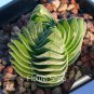 Ball Conophytum vanzylii Cactus Bonsai Rare Succulent Plant 200 Seeds