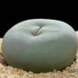Ball Conophytum vanzylii Cactus Bonsai Rare Succulent Plant 200 Seeds