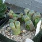 Ball Conophytum vanzylii Cactus Bonsai Rare Succulent Plant 200 Seeds