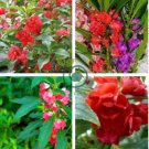 Red Garden Balsam Organic Female Flower 40 Seeds
