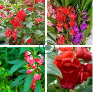 Red Garden Balsam Organic Female Flower 40 Seeds