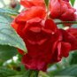 Red Garden Balsam Organic Female Flower 40 Seeds
