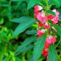 Red Garden Balsam Organic Female Flower 40 Seeds