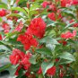 Red Garden Balsam Organic Female Flower 40 Seeds