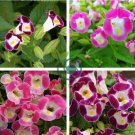 Torenia Fournieri Bonsai Amazing Flower Bonsai DIY Potted Plants 200 seeds