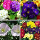 European Primrose Flower Seeds Mixed Colors 200 seeds