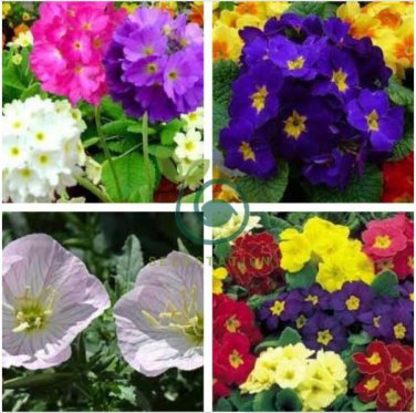 European Primrose Flower Seeds Mixed Colors 200 seeds