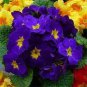 European Primrose Flower Seeds Mixed Colors 200 seeds