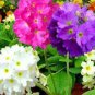European Primrose Flower Seeds Mixed Colors 200 seeds