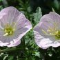 European Primrose Flower Seeds Mixed Colors 200 seeds