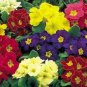 European Primrose Flower Seeds Mixed Colors 200 seeds