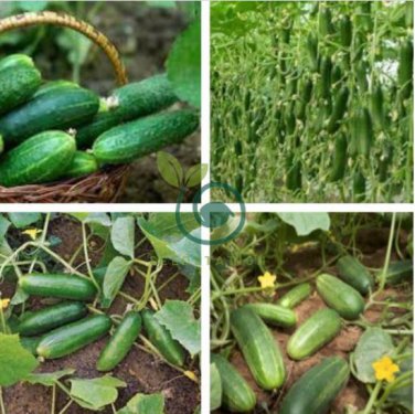 Cucumber Japanese Short Thick Vegetable 40 Seeds
