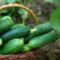 Cucumber Japanese Short Thick Vegetable 40 Seeds