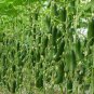 Cucumber Japanese Short Thick Vegetable 40 Seeds