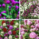 Gomphrenae Globosa Bonsai 200 Seeds