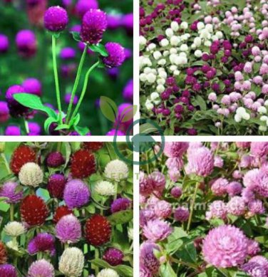 Gomphrenae Globosa Bonsai 200 Seeds