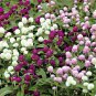 Gomphrenae Globosa Bonsai 200 Seeds