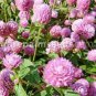 Gomphrenae Globosa Bonsai 200 Seeds