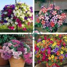 Hybrida Color Petunia Hanging Charming Bonsai Potted 400 Seeds