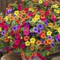 Hybrida Color Petunia Hanging Charming Bonsai Potted 400 Seeds
