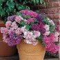 Hybrida Color Petunia Hanging Charming Bonsai Potted 400 Seeds