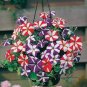 Hybrida Color Petunia Hanging Charming Bonsai Potted 400 Seeds