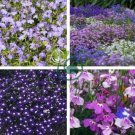 Imported Lobelia Flowers Blooming Covering Flore Outdoor Planting 400 Seeds