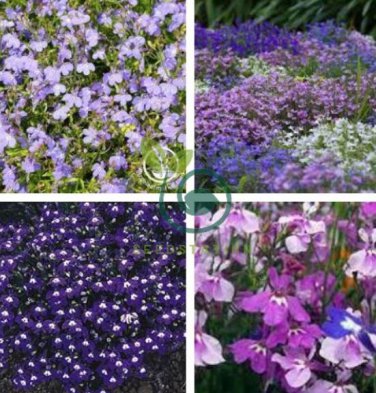 Imported Lobelia Flowers Blooming Covering Flore Outdoor Planting 400 Seeds