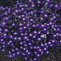 Imported Lobelia Flowers Blooming Covering Flore Outdoor Planting 400 Seeds