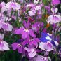 Imported Lobelia Flowers Blooming Covering Flore Outdoor Planting 400 Seeds